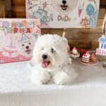 Custom Pet Birthday Backdrop – Personalized Cat & Dog Party Photo Wall Decor for Camping & Events