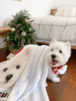 Custom Pet Cashmere Blanket – Personalized Photo Blanket for Dogs & Cats - Image 4