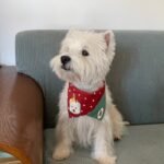 Personalized Dog Bandana – Custom Pet Bib for Dogs & Cats, Christmas Triangle Scarf, Feeding Drool Bib - Image 2